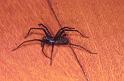 Tegenaria_parietina_P1546_Z_75_Les Gris_Frankrijk